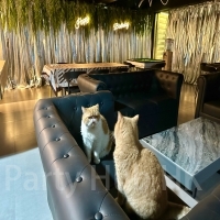 Partyroom SilverSoul BBQ-12